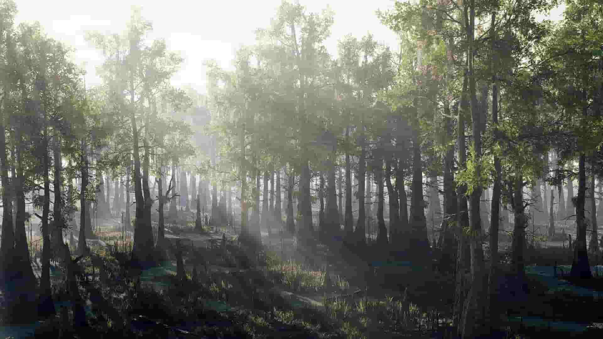 水杉沼泽 – Bald Cypress Swamp