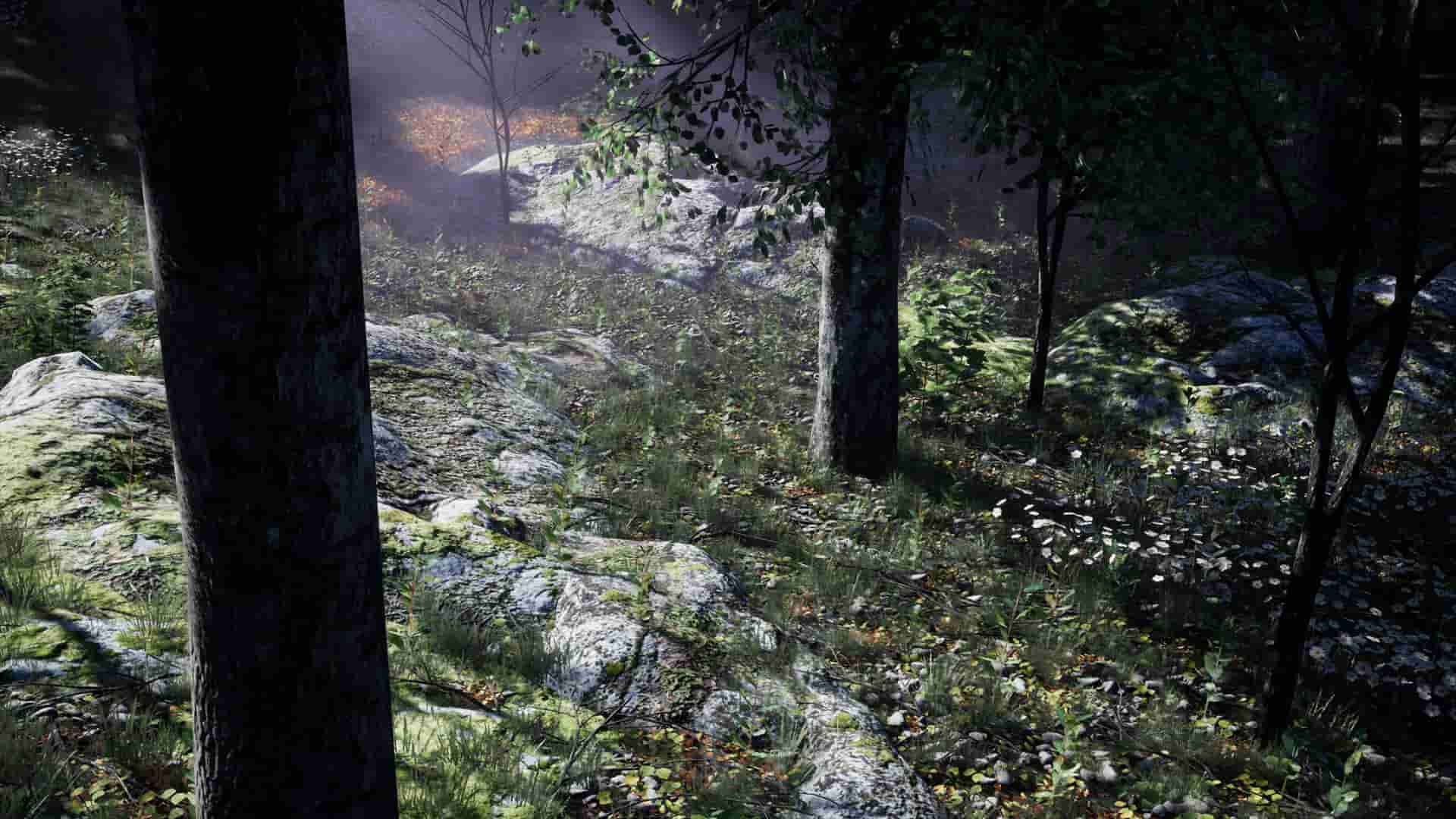 阴凉森林-Shady Forest