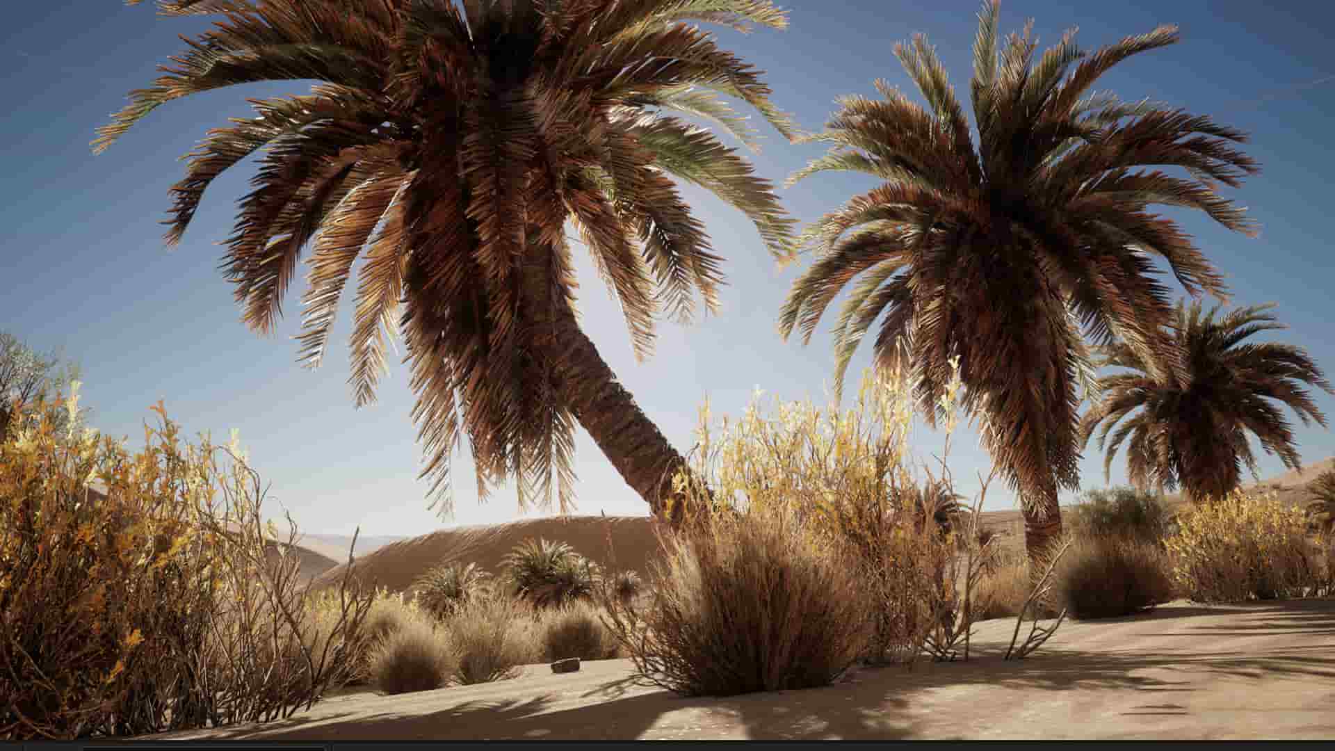 沙漠植被-Desert Vegetation