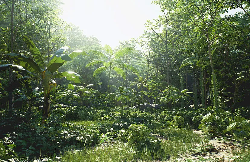 雨林包 – Rain Forest Pack