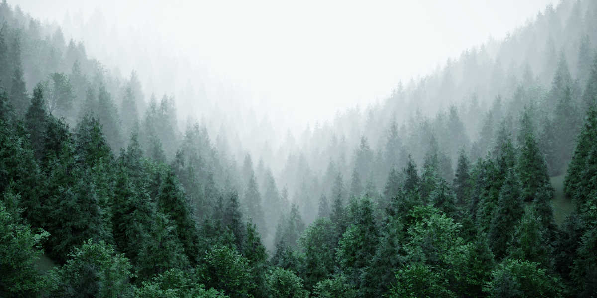 Blender真实树木包 Real Trees v1.1