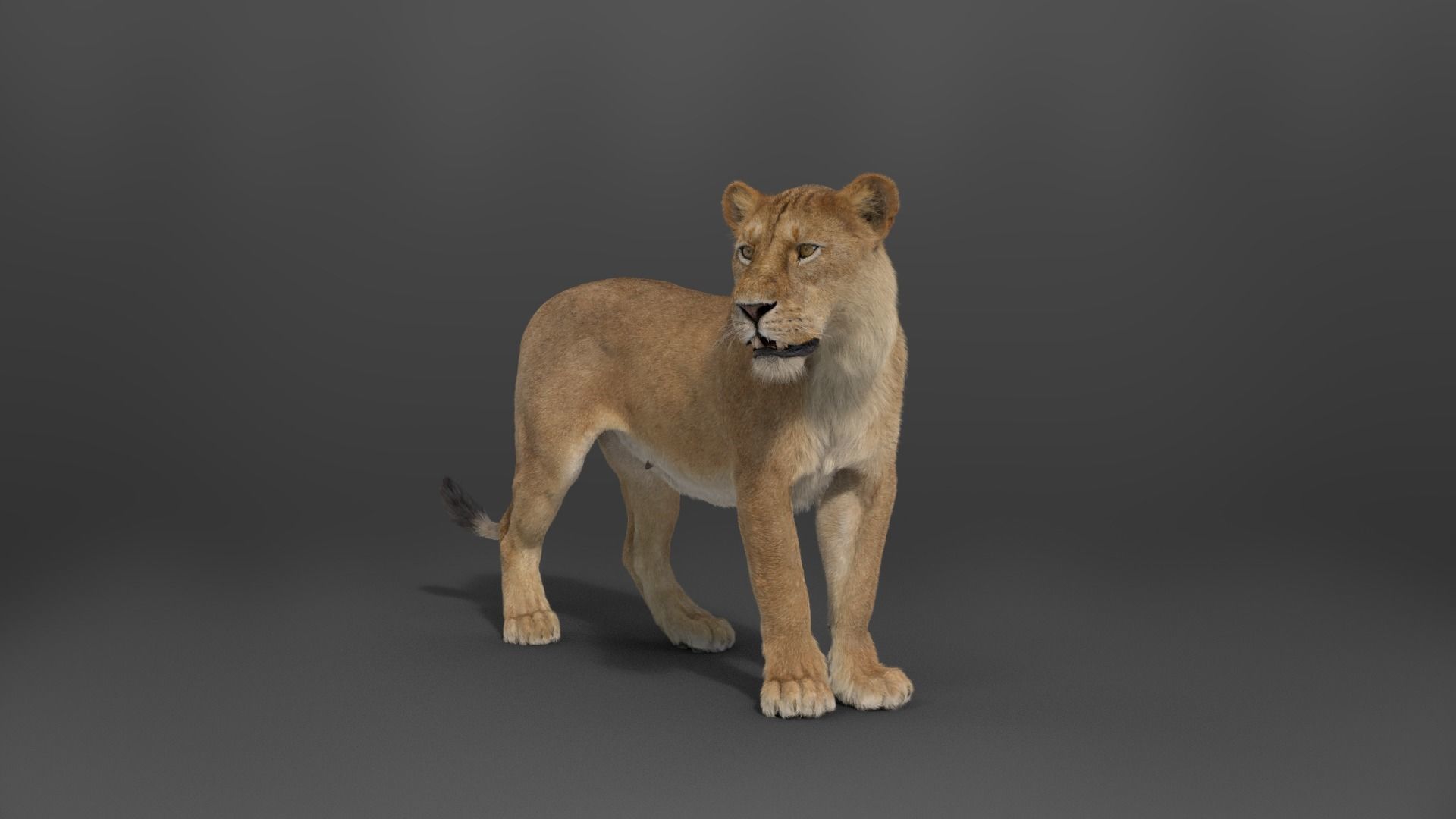 母狮VFX模型- Female Lion Rigged VFX Grace Detailed and Animated