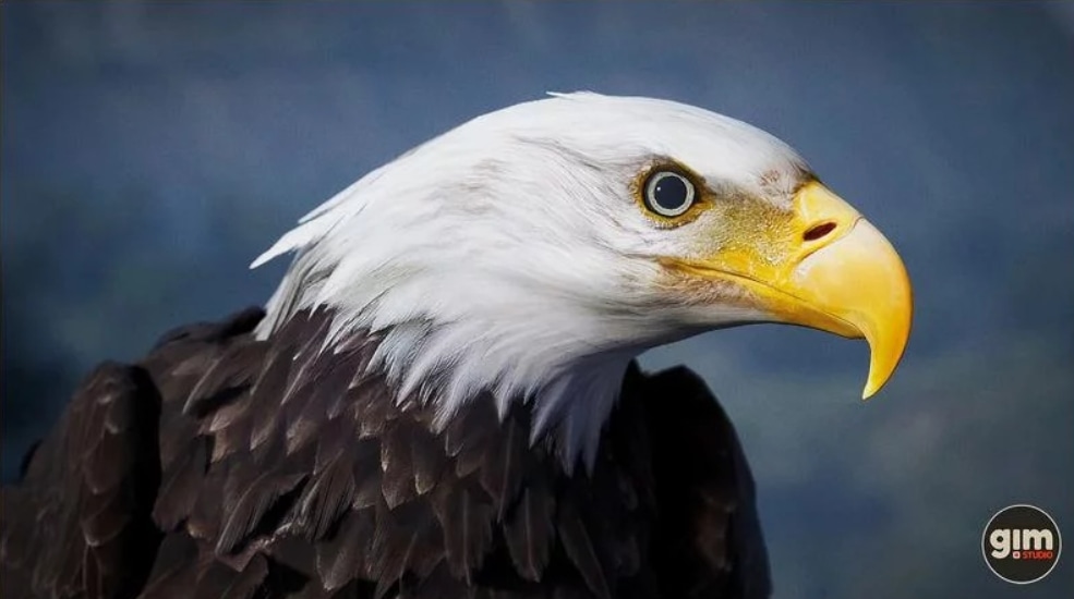 动物界 – 秃鹰与金雕 – Animalia – Bald and Golden Eagle
