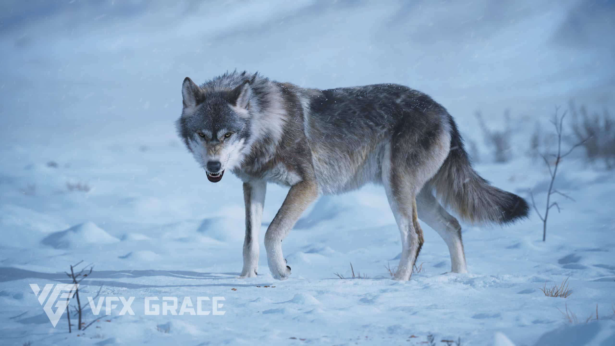 狼动画 – VFX Grace – Wolf Animation – VFX Grace