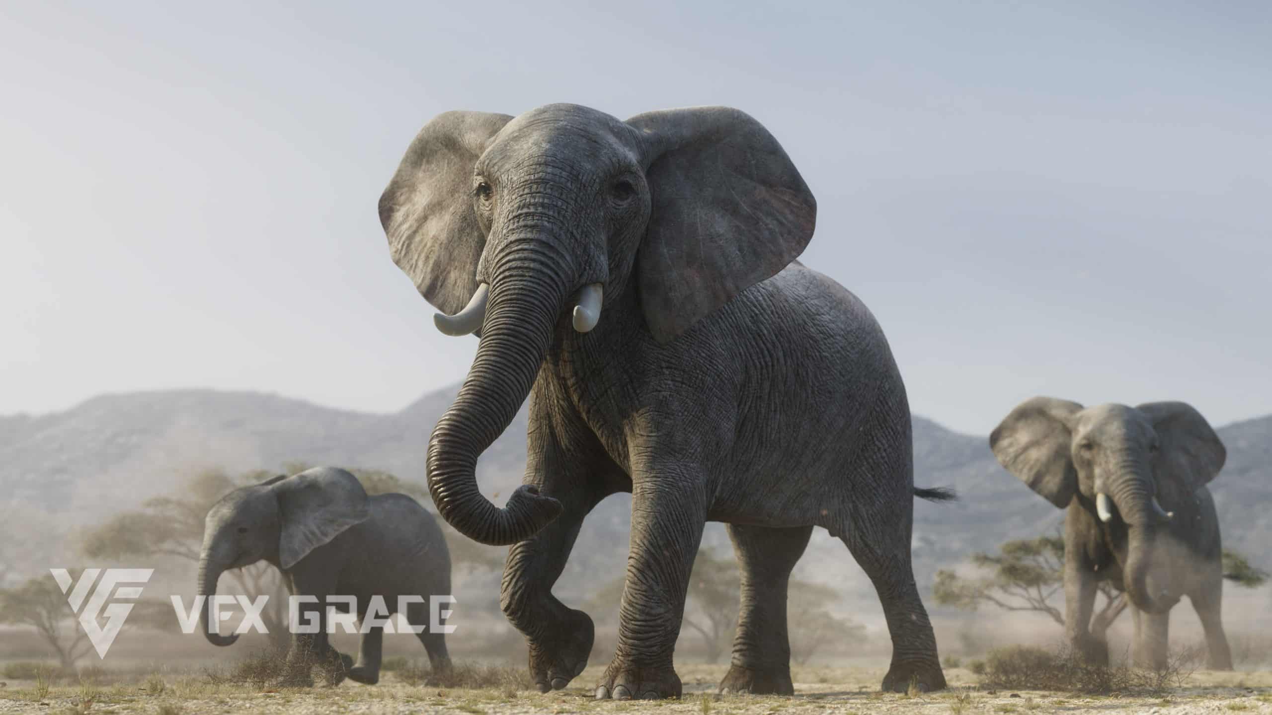 3D模型 | 非洲象动画 – 3D Model | African Elephant Animated