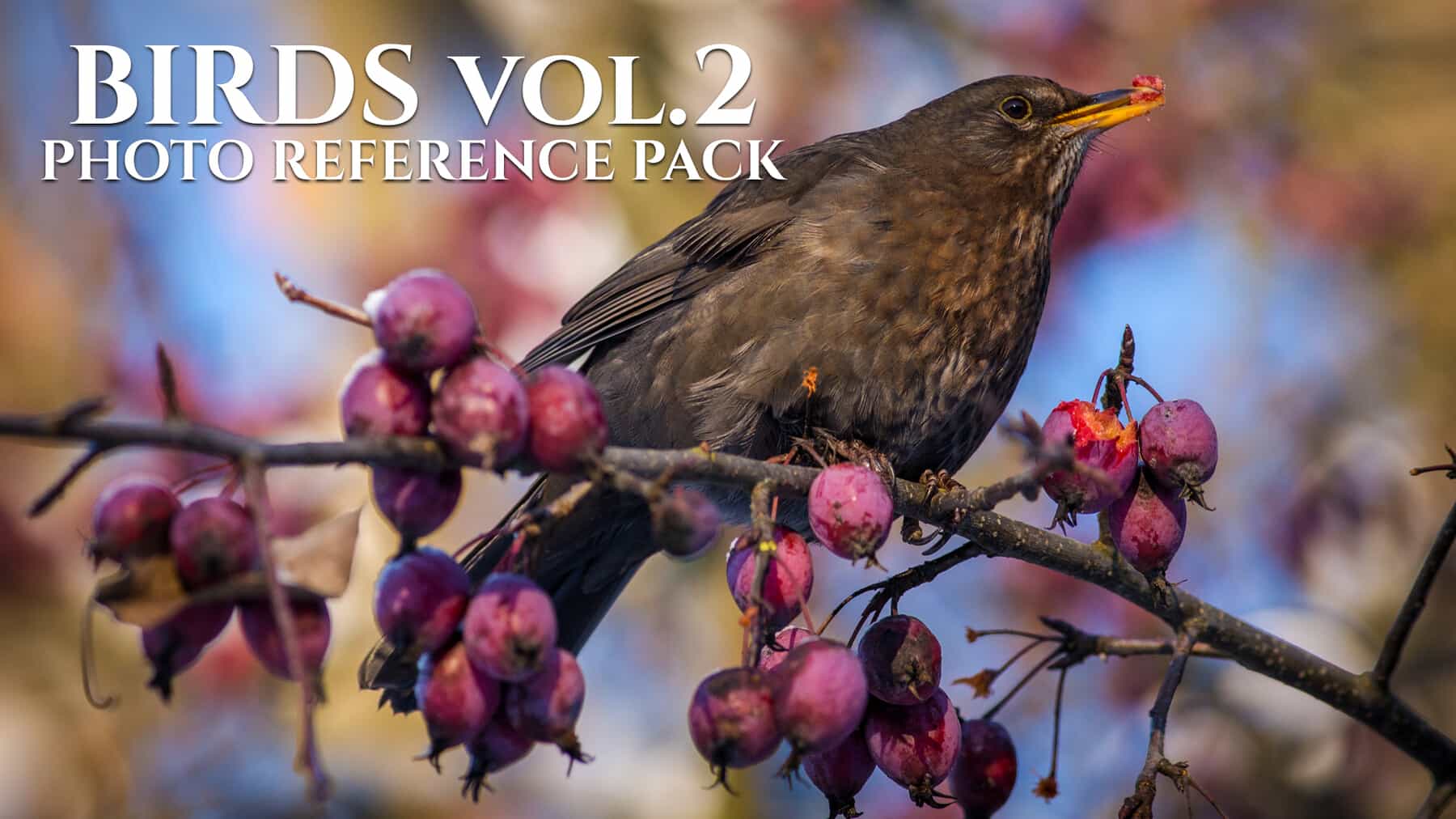 鸟类 第2卷 – Birds Vol.2-Photo Reference Pack For Artists 450 JPEGs