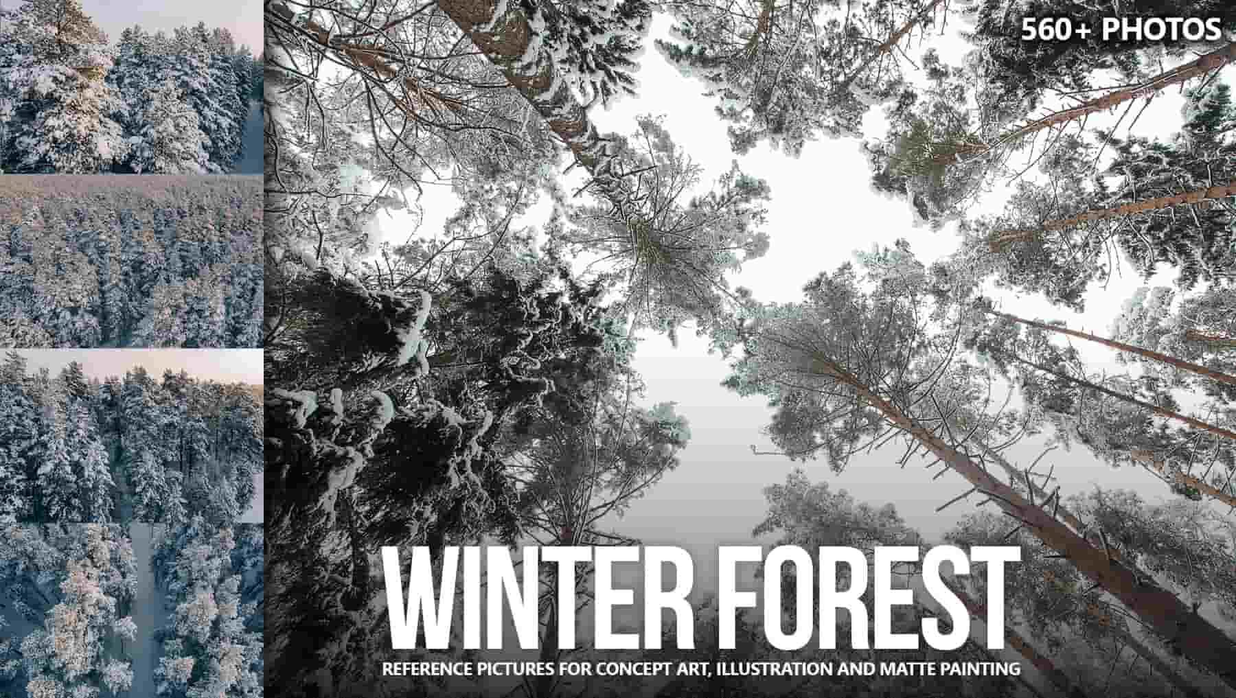 560+ 冬季森林参考图片 – 560+ Winter Forest Reference Pictures