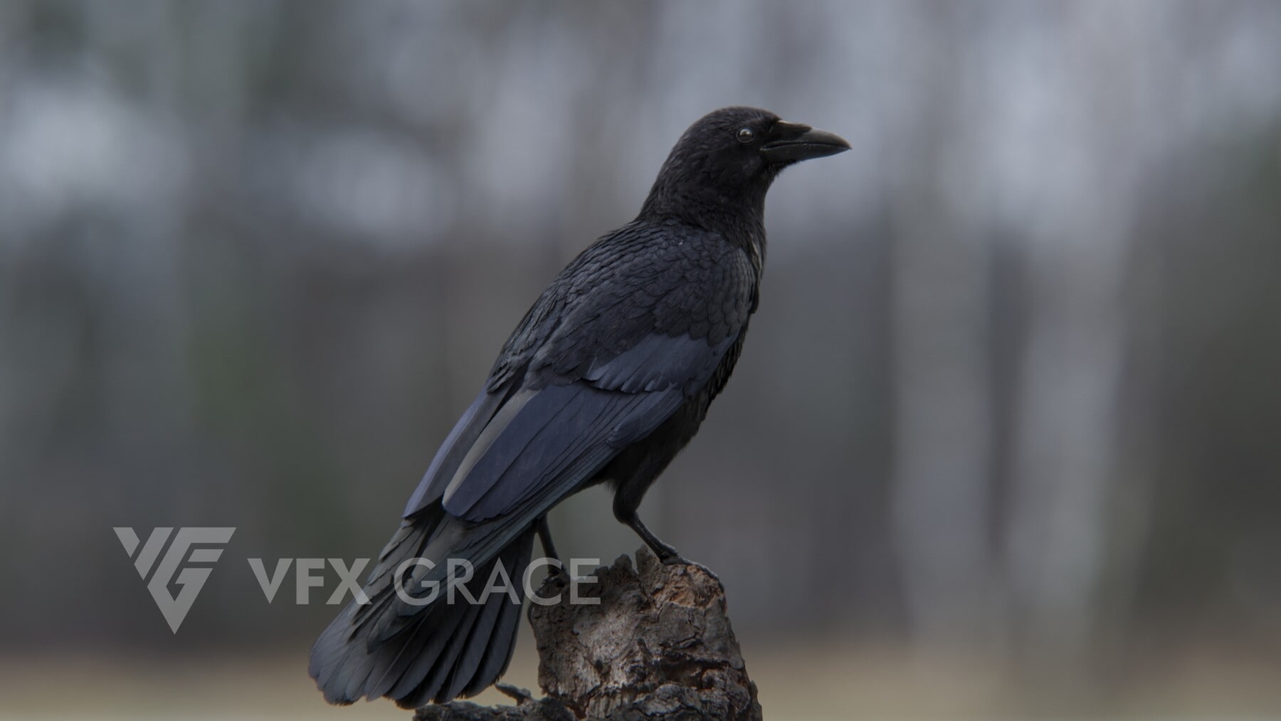 乌鸦动画 – VFX Grace – Carrion Crow Animation – VFX Grace