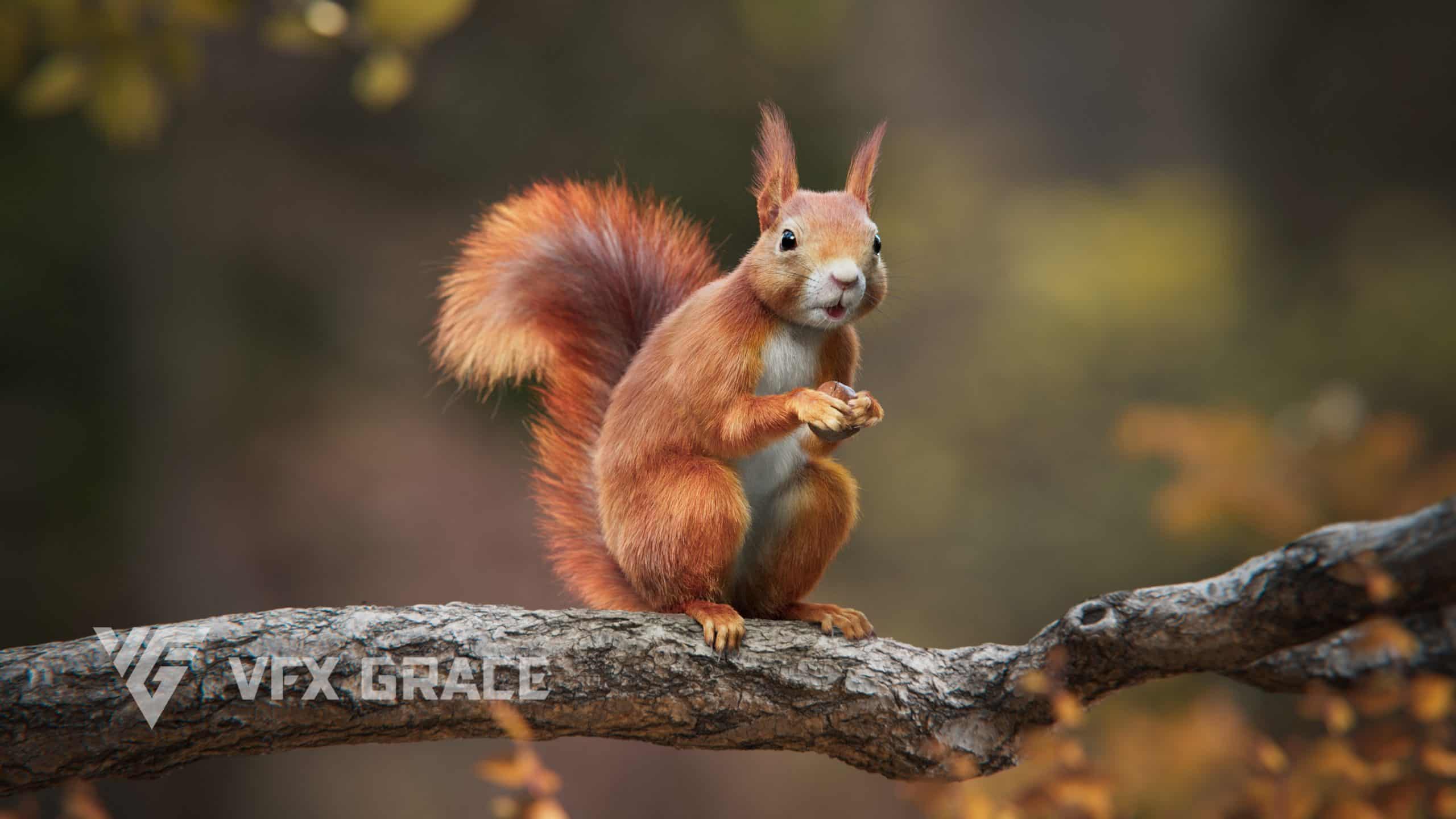 红松鼠动画模型（夏季版） – RedSquirrel Summer Animated