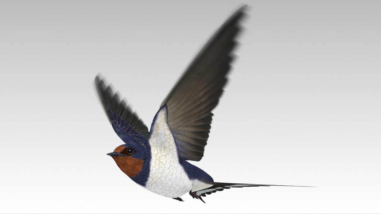 家燕 – 低多边形动画 3D 模型 – Barn Swallow