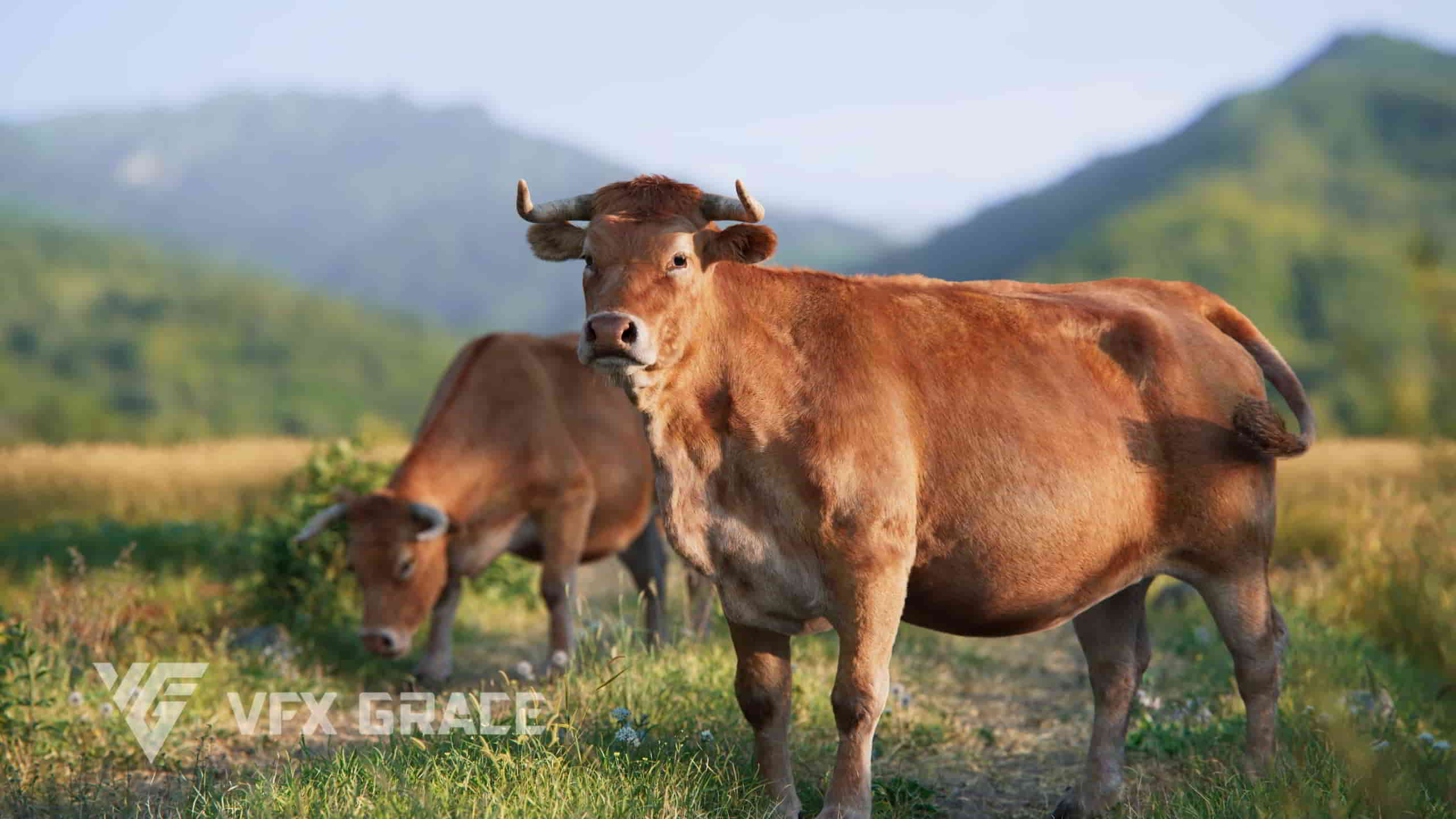 blender高质量奶牛绑定动画3D模型 – Cattle Animation High-Quality 3D Model