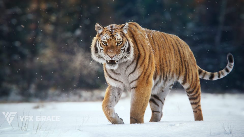 Blender西伯利亚虎高精度绑定动画3D模型 – Siberian Tiger Animated Model