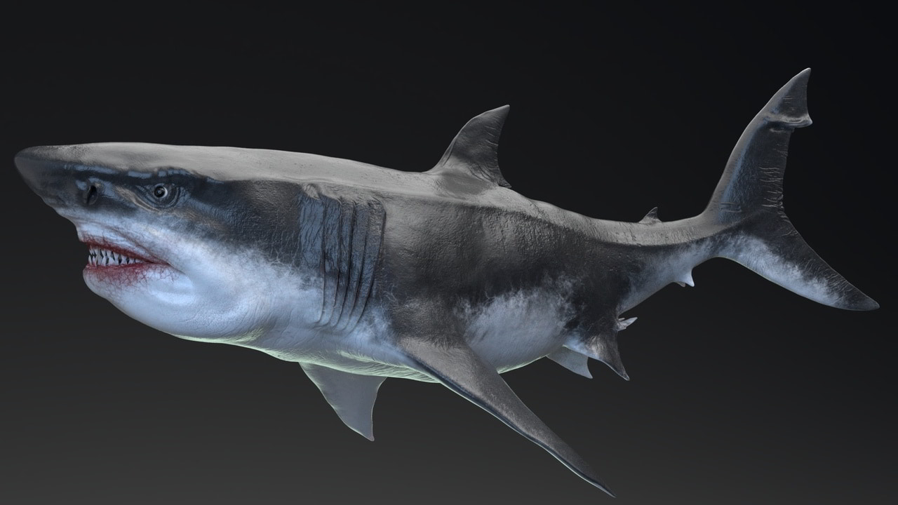 巨齿鲨 – 海怪系列5 | MEGALODON – Sea Monster Series 5