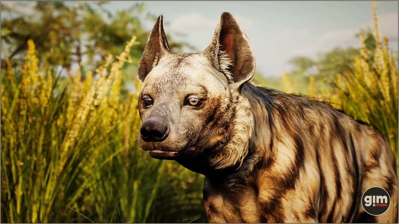 Animalia – 条纹鬣狗(雄性) – 高质量3D模型与动画