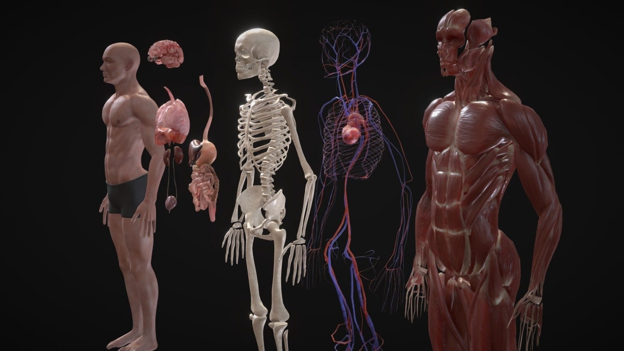 动态全人体解剖三维模型 – Animated Full Human Body Anatomy