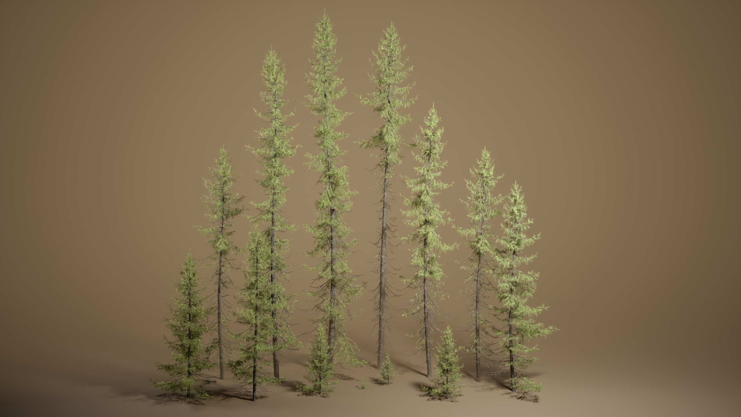 植物 VOL.49 – 黑云杉 (Nanite – 无透明度) – Foliage VOL.49 – Black Spruce (Nanite – NO TRANSPARENCY)