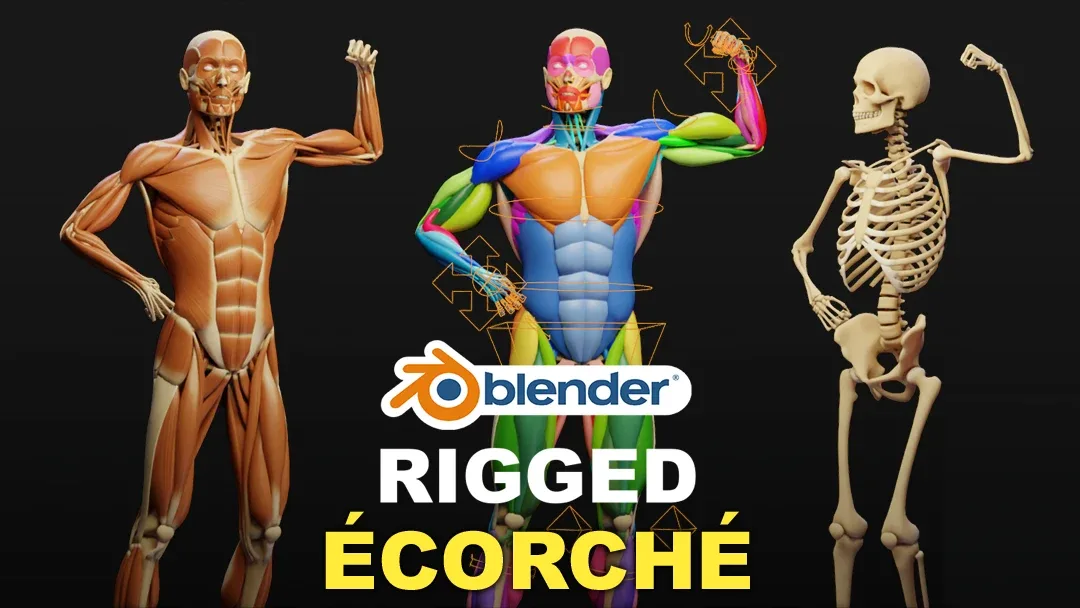 肌肉解剖 – 绑定模型 – Muscle Anatomy – Ecorche Rigged