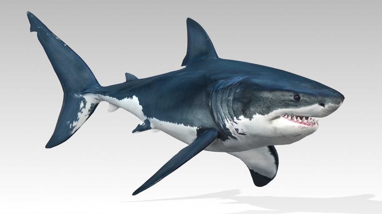 大白鲨 – Great White Shark