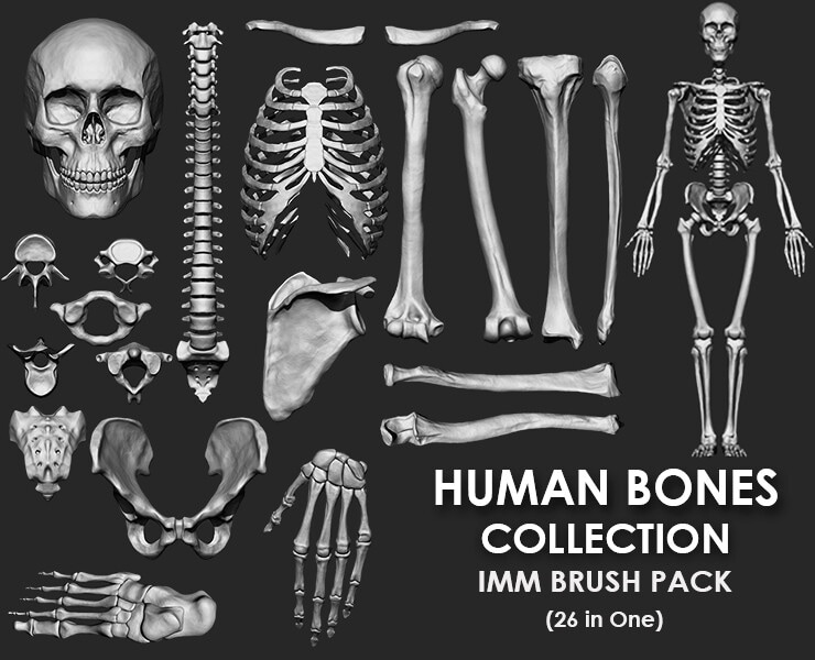 人体骨骼合集 IMM\Stl\Obj 笔刷包 26合1 – (Skeleton) Human Bones Collection IMM\Stl\Obj Brush Pack 26 in One