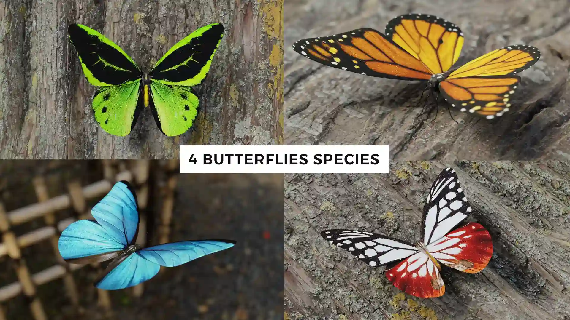 逼真蝴蝶 3D 模型包 – Butterfly Realistic 3D Model Pack