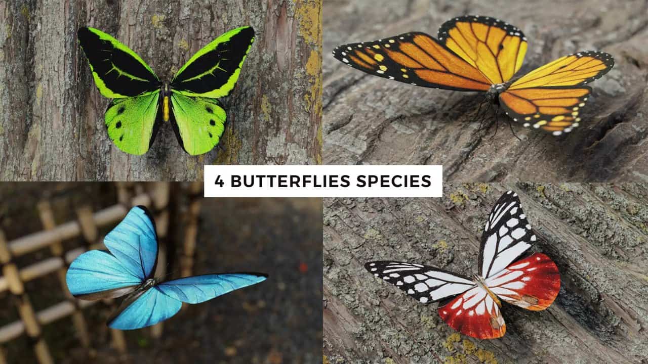 逼真蝴蝶 3D 模型包 – Butterfly Realistic 3D Model Pack
