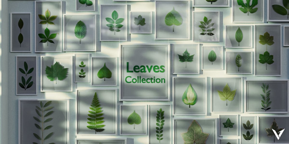 叶片合集 – Leaves Collection